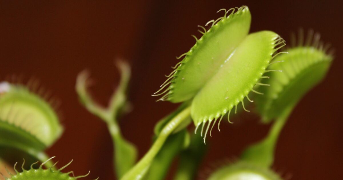 Detailed macro shot of a Venus flytrap with its traps open, highlighting the plant's unique features.