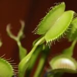 Detailed macro shot of a Venus flytrap with its traps open, highlighting the plant's unique features.