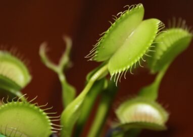 Detailed macro shot of a Venus flytrap with its traps open, highlighting the plant's unique features.