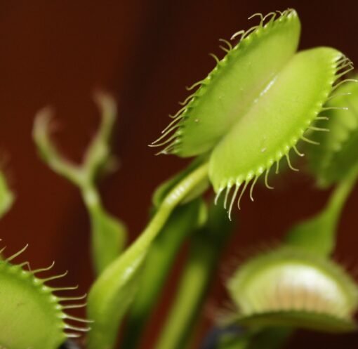 Detailed macro shot of a Venus flytrap with its traps open, highlighting the plant's unique features.