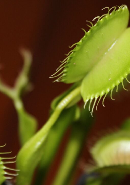 Detailed macro shot of a Venus flytrap with its traps open, highlighting the plant's unique features.