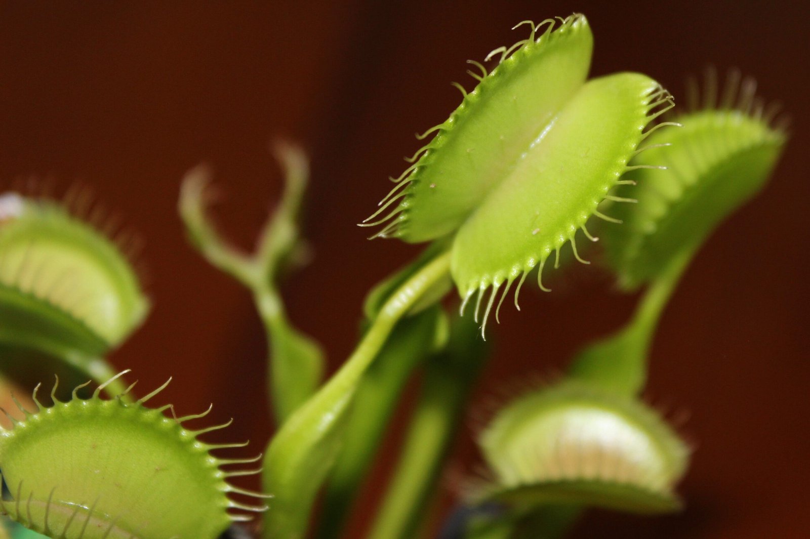 Detailed macro shot of a Venus flytrap with its traps open, highlighting the plant's unique features.