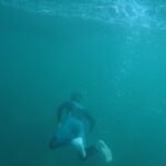 Explore underwater scenes of a snorkeler in a vibrant turquoise ocean, capturing the thrill of diving.
