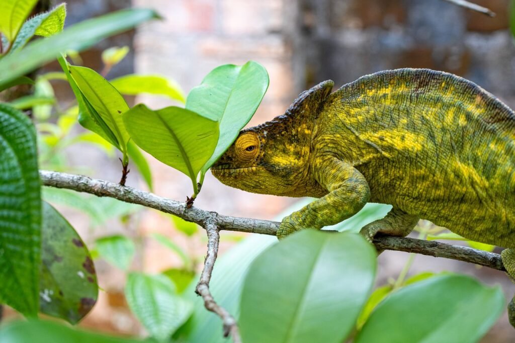 A colorful chameleon camouflaging among green leaves on a tree branch.