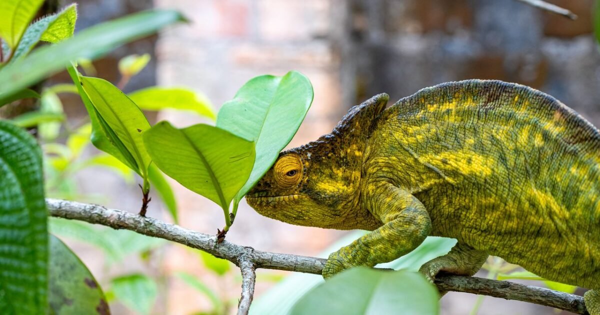 A colorful chameleon camouflaging among green leaves on a tree branch.