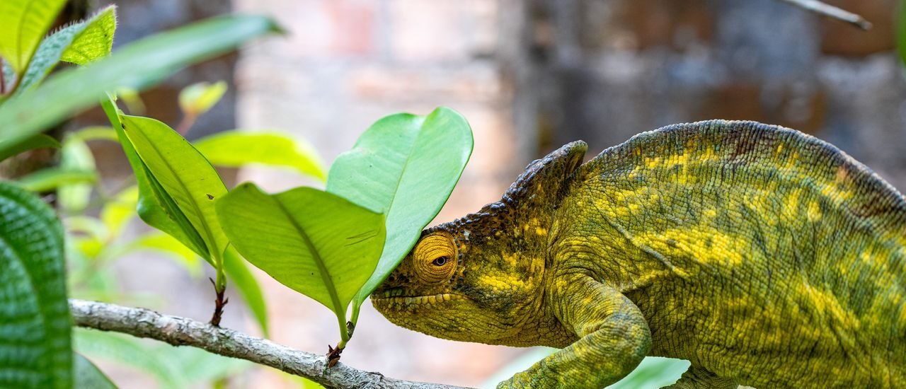 A colorful chameleon camouflaging among green leaves on a tree branch.