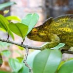 A colorful chameleon camouflaging among green leaves on a tree branch.