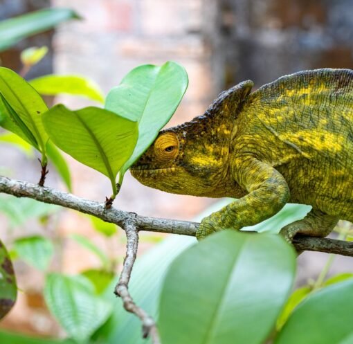 A colorful chameleon camouflaging among green leaves on a tree branch.