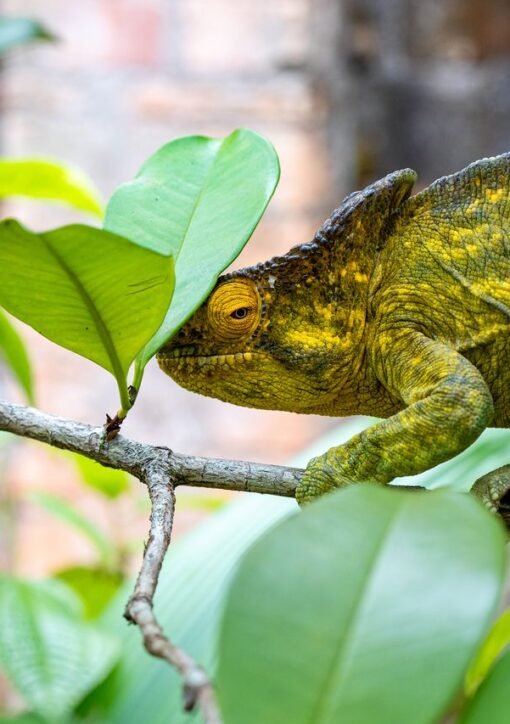 A colorful chameleon camouflaging among green leaves on a tree branch.