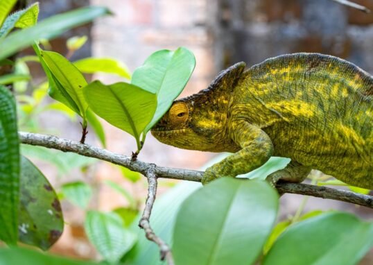 A colorful chameleon camouflaging among green leaves on a tree branch.