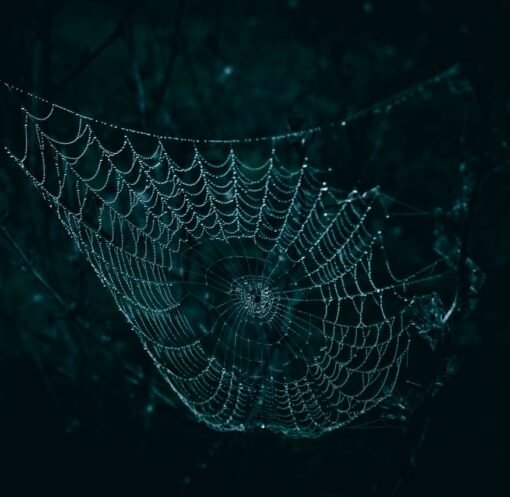 A close-up of a spider web glistening with dew droplets against a dark, moody background.