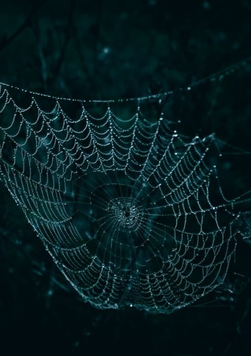 A close-up of a spider web glistening with dew droplets against a dark, moody background.