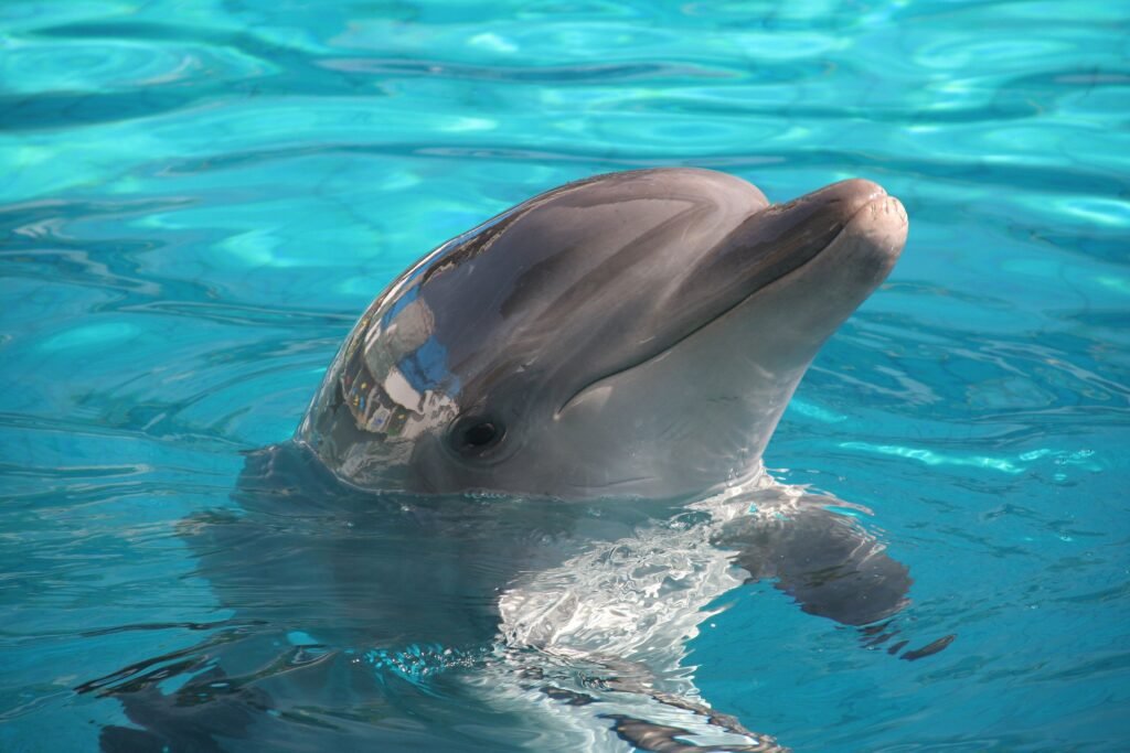 A dolphin joyfully surfacing in crystal-clear blue water on a sunny day.