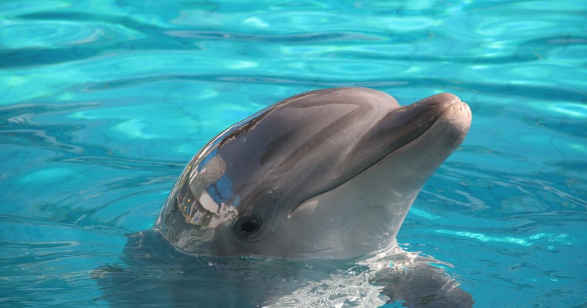 A dolphin joyfully surfacing in crystal-clear blue water on a sunny day.