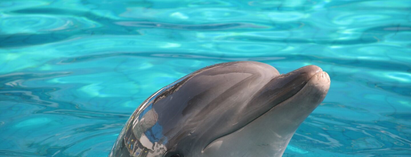 A dolphin joyfully surfacing in crystal-clear blue water on a sunny day.