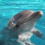 A dolphin joyfully surfacing in crystal-clear blue water on a sunny day.
