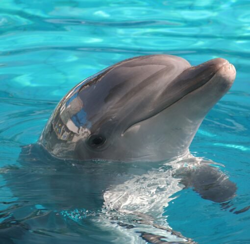 A dolphin joyfully surfacing in crystal-clear blue water on a sunny day.