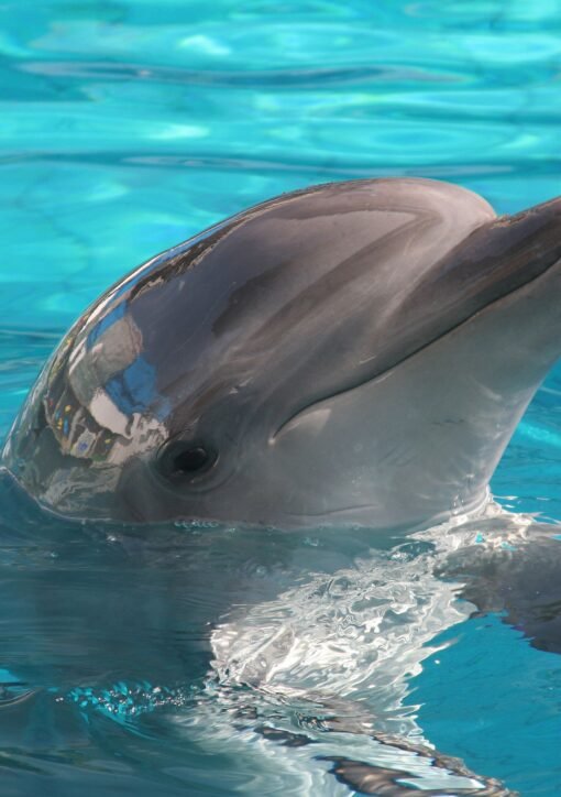 A dolphin joyfully surfacing in crystal-clear blue water on a sunny day.
