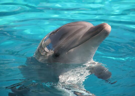 A dolphin joyfully surfacing in crystal-clear blue water on a sunny day.