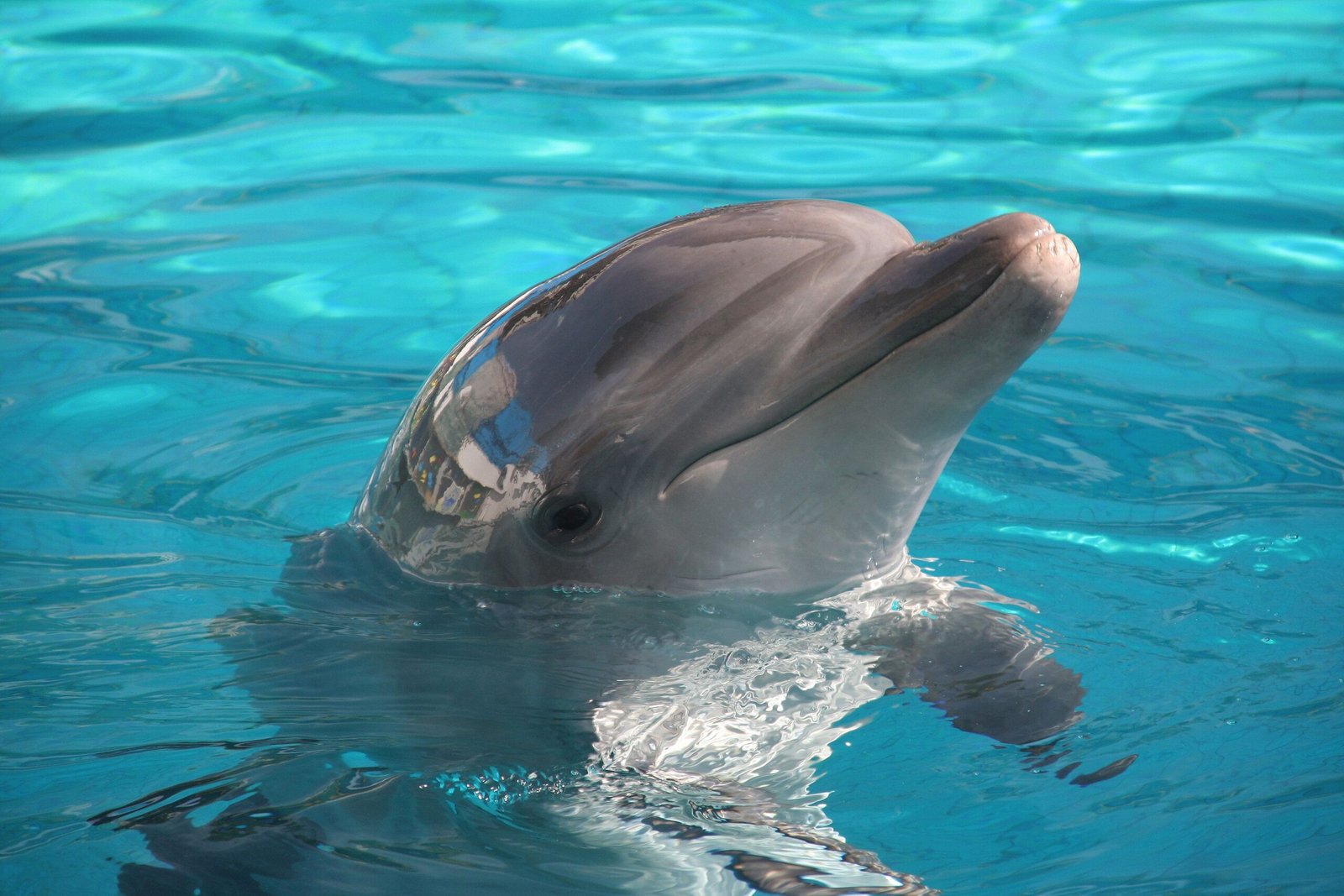 A dolphin joyfully surfacing in crystal-clear blue water on a sunny day.