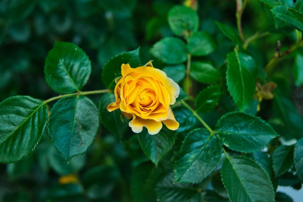 rosa, flor, verde, naturaleza, amarillo, jardin, minimalismo, verde, verde, verde, verde, verde, amarillo