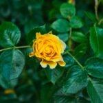 rosa, flor, verde, naturaleza, amarillo, jardin, minimalismo, verde, verde, verde, verde, verde, amarillo