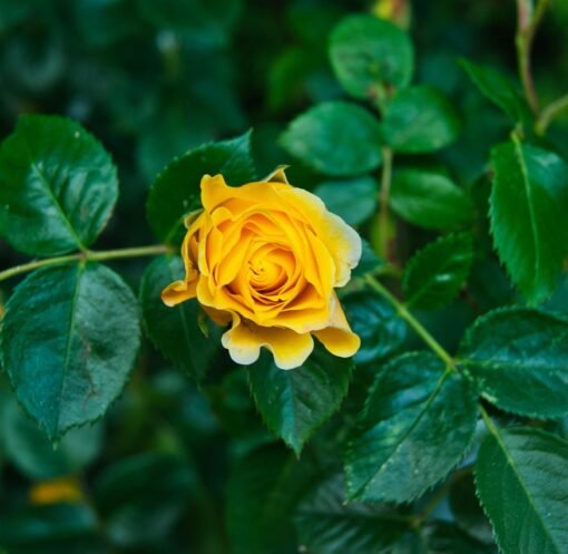 rosa, flor, verde, naturaleza, amarillo, jardin, minimalismo, verde, verde, verde, verde, verde, amarillo