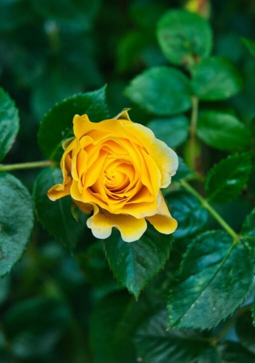 rosa, flor, verde, naturaleza, amarillo, jardin, minimalismo, verde, verde, verde, verde, verde, amarillo