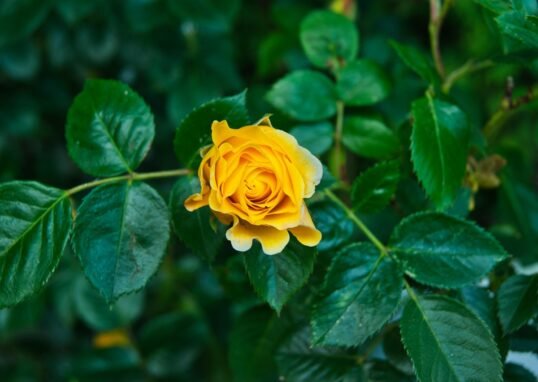 rosa, flor, verde, naturaleza, amarillo, jardin, minimalismo, verde, verde, verde, verde, verde, amarillo