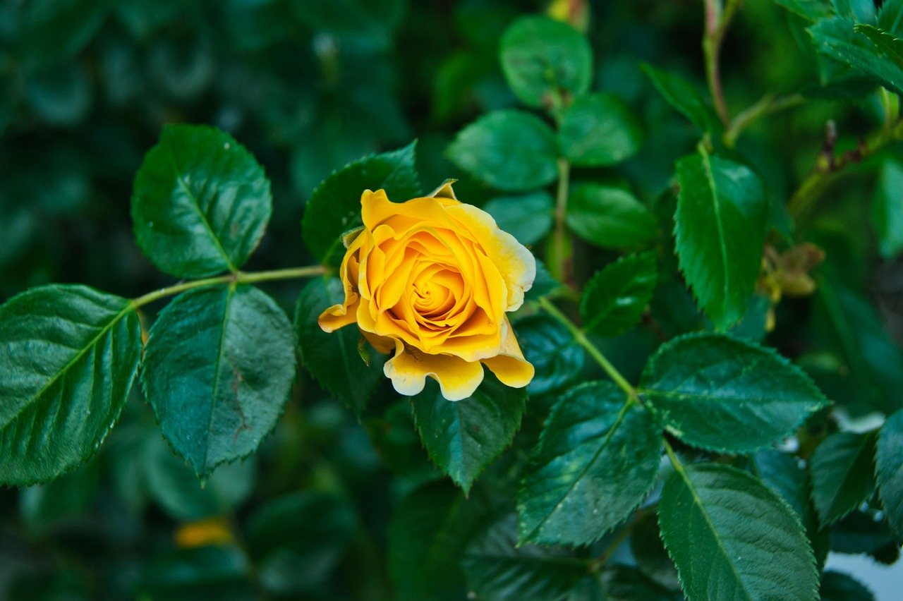 rosa, flor, verde, naturaleza, amarillo, jardin, minimalismo, verde, verde, verde, verde, verde, amarillo