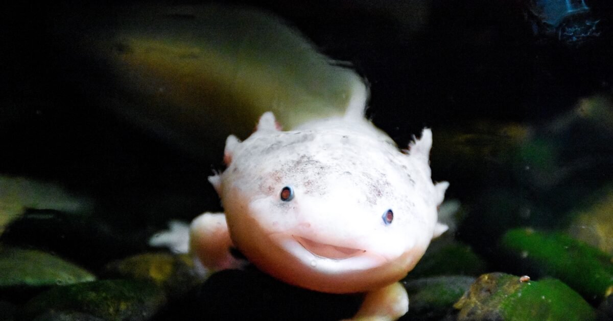 Charming axolotl smiling underwater, showcasing its unique features in a natural setting.