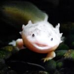 Charming axolotl smiling underwater, showcasing its unique features in a natural setting.
