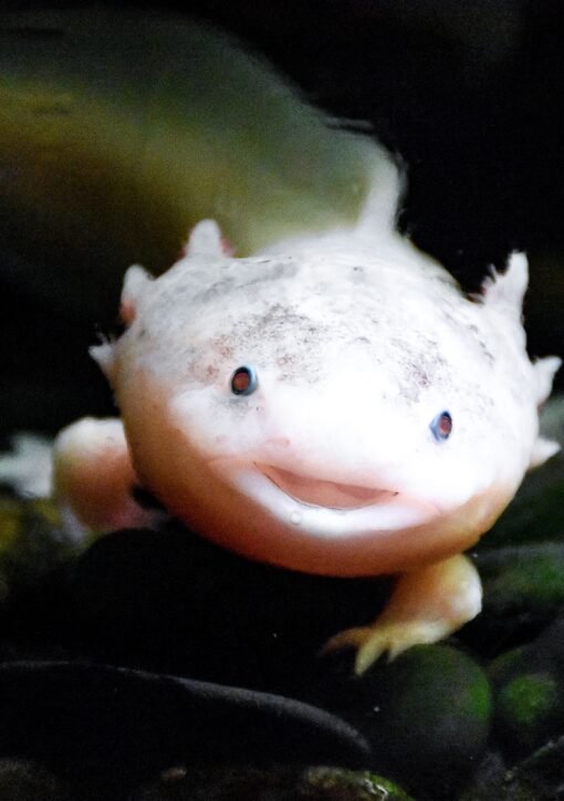 Charming axolotl smiling underwater, showcasing its unique features in a natural setting.