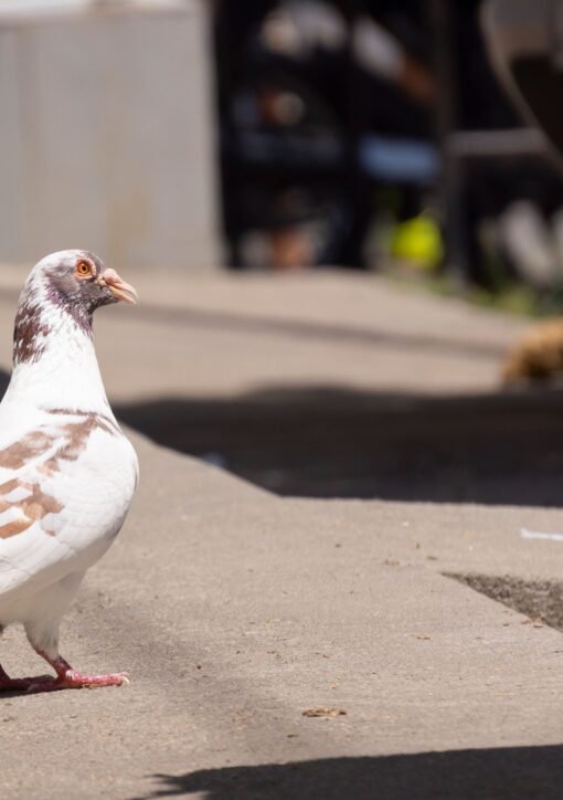 A white pigeon with brown markings standing on an urban sidewalk in daylight.