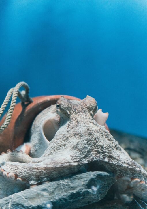 A detailed photo of a common octopus in a natural underwater setting, showcasing marine life.