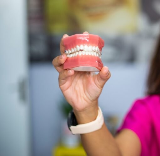 A dentist's hand holding a dental teeth model indoors. Ideal for dental care concepts.