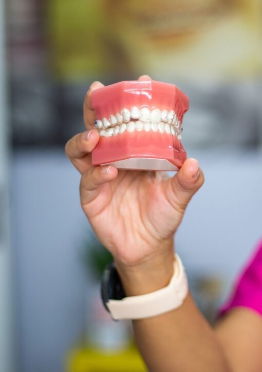 A dentist's hand holding a dental teeth model indoors. Ideal for dental care concepts.